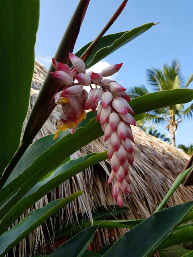 Solazul Bed & Breakfast Las Galeras Luaran gambar