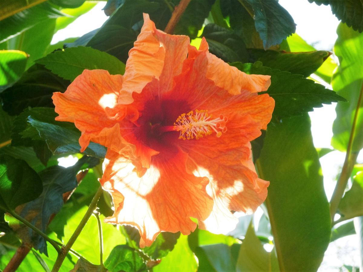 Solazul Bed & Breakfast Las Galeras Luaran gambar